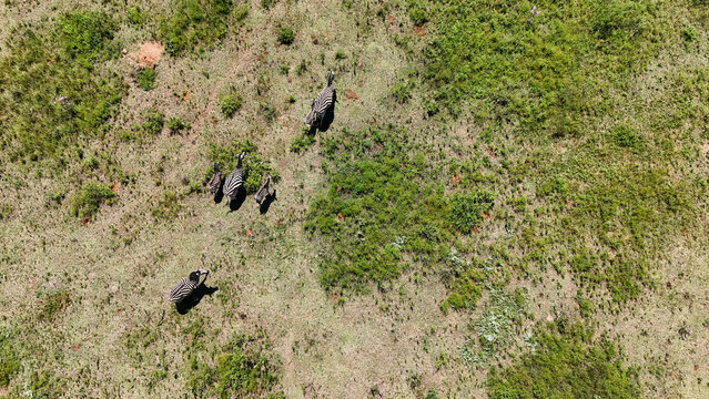 Aerial view of a herd of zebras grazing amidst the vibrant green and golden grasses, a testament to the wild beauty of Africa, Vaalwater, Limpopo, South Africa.