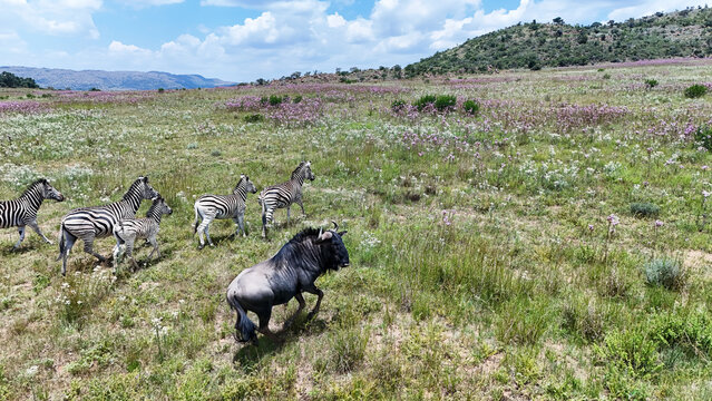 Aerial view of zebras and a wildebeest gallop across the grassy plains dotted with delicate wildflowers, contrasted by the rugged hills, Vaalwater, Limpopo, South Africa.
