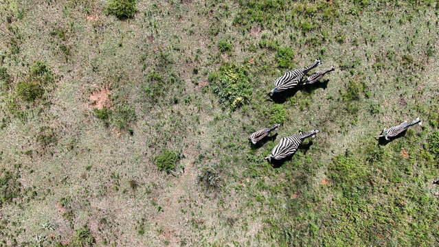 Aerial view of zebras grazing peacefully amidst the dry grasses and scattered shrubs, a blend of brown and green textures under the sun, Vaalwater, Limpopo, South Africa.