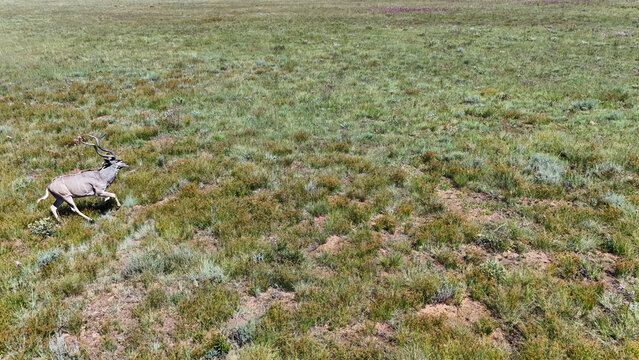 Aerial view of a majestic buck sprints across the expansive green grassland, its antlers silhouetted against the horizon, Vaalwater, Limpopo, South Africa.