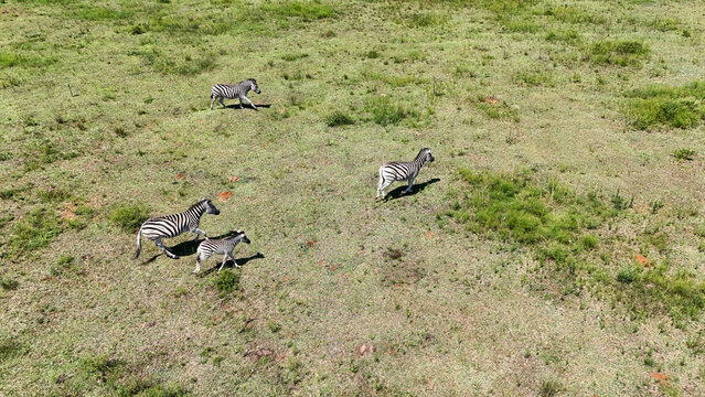 Aerial view of a dazzle of zebras gallop across the sun-drenched African savanna, their stripes a stark contrast against the green and brown landscape, Vaalwater, Limpopo, South Africa.
