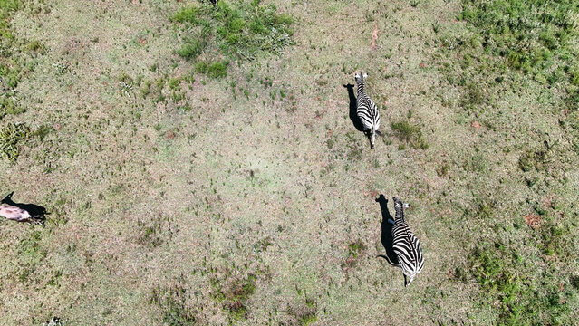 Aerial view of zebras graze on the vast, dry savanna, their stripes a stark contrast against the muted browns and greens of the landscape, Vaalwater, Limpopo, South Africa.