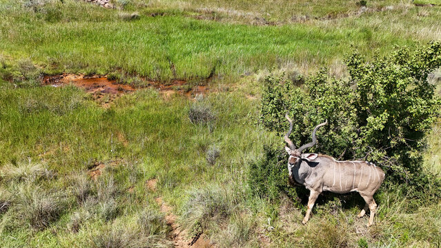 Aerial view of a majestic kudu with spiraled horns standing tall amidst the lush green savanna, its stripes a stark contrast to the foliage, Vaalwater, Limpopo, South Africa.