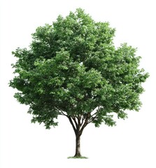 Fototapeta premium Lush green tree against a white background; trunk visible. Leafy crown. Nature scene