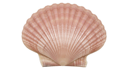 Isolated pink scallop shell close-up, a natural sea treasure with ridged patterns and texture © Cedric