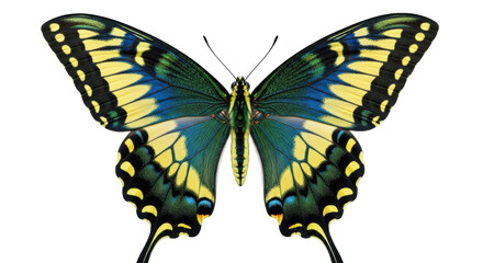 Isolated butterfly with yellow, green, and blue wings, beautiful nature insect on display © Cedric
