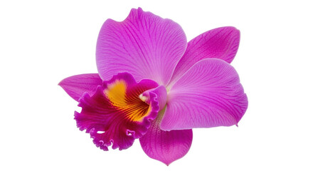Fototapeta premium Isolated pink cattleya orchid blossom showing detail of petals on a plain background