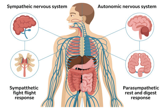 Nervous system human anatomy illustration with sympathetic and parasympathetic responses