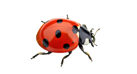 Isolated ladybug with red shell and black spots on a natural background close up view © Cedric