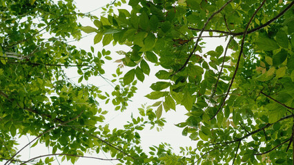 Fototapeta premium Lush green foliage, abundant tropical forest areas, and a tranquil and relaxing natural landscape.
