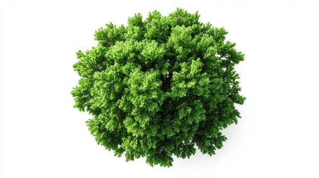 A lush green tree viewed from directly above against a clean white background