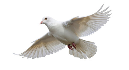 Isolated White Dove in Flight with its Wings Spread Wide against a Clear Background