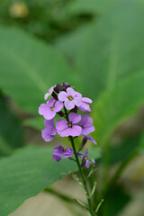Wallflower mauve flowers - Latin name - Erysimum Bowles Mauve © nahhan