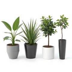 Obraz premium Four distinct potted plants in varying pot colors and styles.
