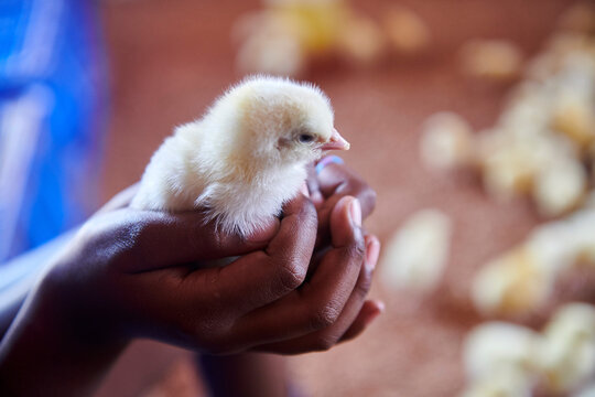broiler chicks recently arrived at the breeding farm