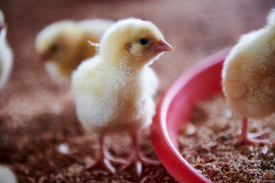 broiler chicks recently arrived at the breeding farm