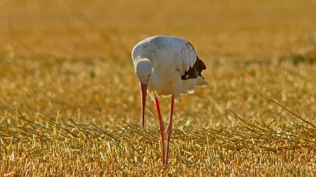 White Stork (Ciconia ciconia) Foraging on Harvested Field at Summer Sunrise, 4K Close-Up Eye Level &ndash; Stuttgart, Baden-W&uuml;rttemberg, Germany, Europe