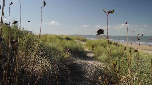 Dune covered in Grass on sunny day in Knokke Belgium