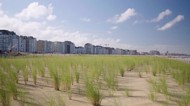Dune grass at Knokke beach Belgium with row of holiday houses