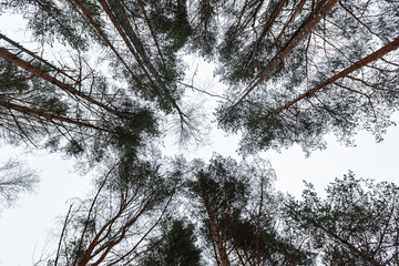 Obraz premium Looking up through tall pine trees to a sparse winter canopy, branches reaching into an overcast sky. A calm, minimalist woodland perspective conveying stillness, height, texture and seasonal quiet