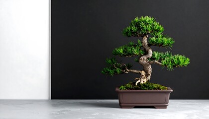 Bonsai Tree in Brown Pot on White Floor.