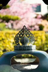 鎌倉26223　本覚寺4　河津桜