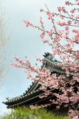 鎌倉26223　本覚寺1　河津桜