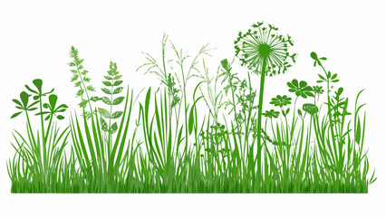 A vibrant collection of green grasses and wildflowers against a white background © Uttam