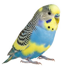 Fototapeta premium Vibrant blue and yellow parakeet with black stripes on transparent background isolated on transparent background