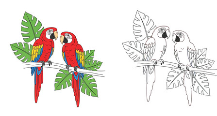 Colorful Red Macaw Parrots on Branch with Tropical Monstera Leaves. Colored Illustration and Black and White Outline Vector for Coloring Book Page. © SHOHAG