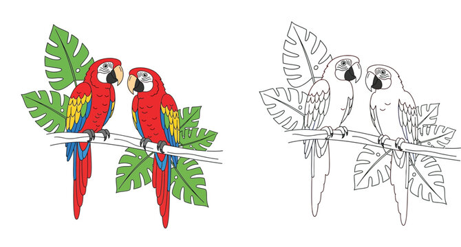 Colorful Red Macaw Parrots on Branch with Tropical Monstera Leaves. Colored Illustration and Black and White Outline Vector for Coloring Book Page.