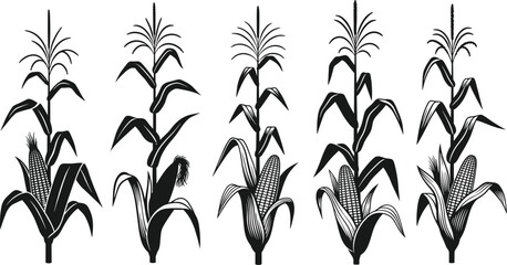 Hand drawn black and white silhouette vector illustration of corn stalks with cobs and leaves isolated on a white background © MSTSHAMIMA
