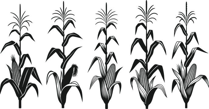 Hand drawn black and white silhouette vector illustration of corn stalks with cobs and leaves isolated on a white background