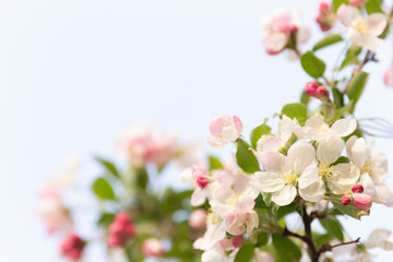 Naklejka premium Apple tree blossoms in the evening spring sun