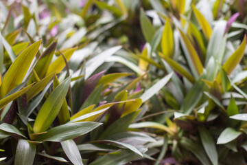 Fototapeta premium Tradescantia spathacea plants thriving in home garden, lush green leaves, ideal for nature, gardening, lifestyle, or tropical-themed stock photos.