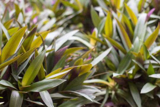 Tradescantia spathacea plants thriving in home garden, lush green leaves, ideal for nature, gardening, lifestyle, or tropical-themed stock photos.