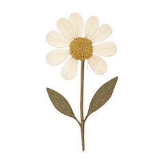PNG Delicate pressed daisy flower art.