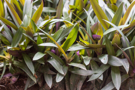 Tradescantia spathacea plants thriving in home garden, lush green leaves, ideal for nature, gardening, lifestyle, or tropical-themed stock photos.