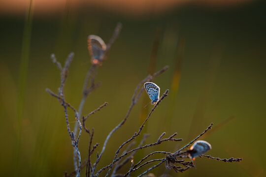 Closeup view of three amanda's blue butterflies resting on heather during sunset