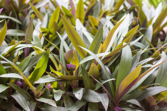 Tradescantia spathacea plants thriving in home garden, lush green leaves, ideal for nature, gardening, lifestyle, or tropical-themed stock photos.