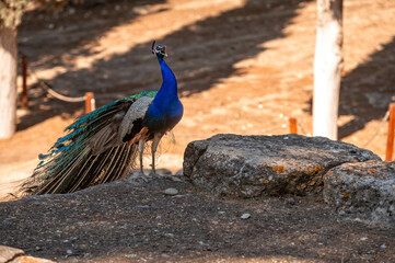 Peacock displaying its vibrant plumage at archaeological site in Crete, Greece