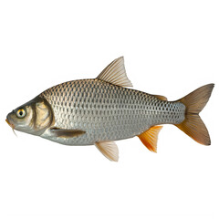 A fish with orange fins and gray scales