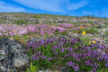 Arctic wildflowers
Bird vetch (Vicia cracca) and Moss Campion (Silene acaulis)