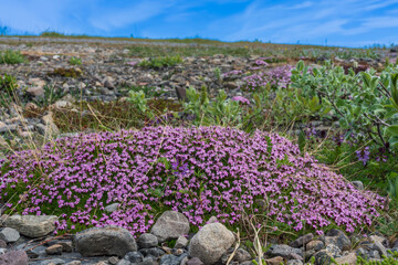 Arctic wildflowers
Moss Campion (Silene acaulis)