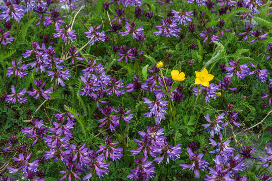 Bird vetch (Vicia cracca)