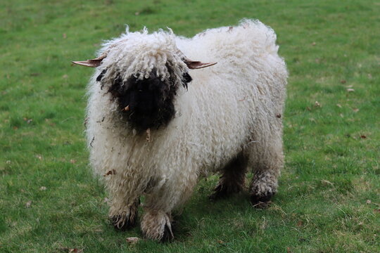Valais blacknose sheep in a field