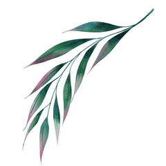 Eucalyptus branch with long leaves watercolor illustration. Hand drawn medicinal and aromatic plant on isolated background. For design and packaging.