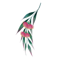 Obraz premium Eucalyptus branch with long leaves and pink flowers watercolor illustration. Hand drawn medicinal and aromatic plant on isolated background. For design and packaging.