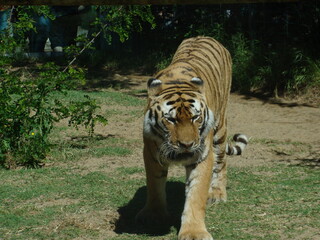 Fototapeta premium Amazing picture of a Bengali tiger, taken at the zoo of La Palmyre, France, during a lovely spring day.