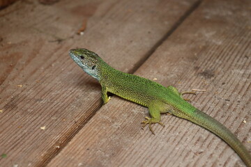 Fototapeta premium Green lizard resting on wooden surface in natural habitat